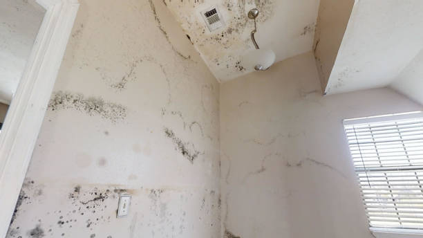 Best Mold Removal for HVAC Installations  in Bessemer, AL