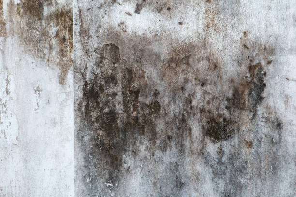 Best Environmental Consulting for Mold Prevention  in Bessemer, AL