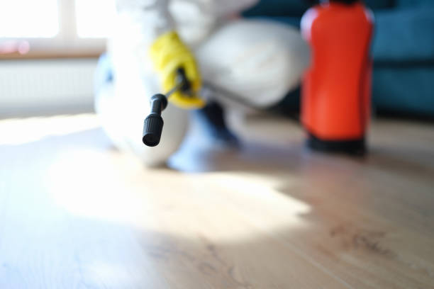 Best Basement Mold Removal  in Bessemer, AL
