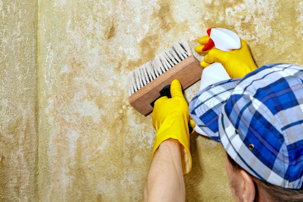 Best Mold Remediation for Healthcare Facilities  in Bessemer, AL