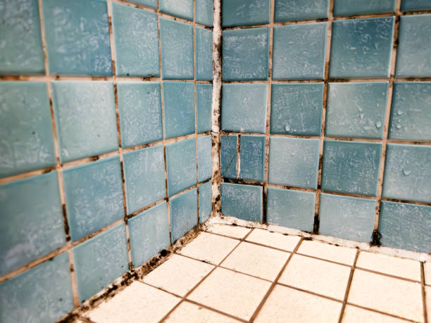 Best Crawl Space Mold Remediation  in Bessemer, AL