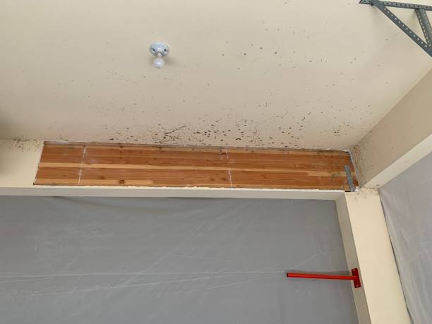 Best Water Damage & Mold Remediation  in Bessemer, AL