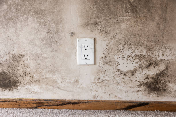 Best Industrial Mold Remediation  in Bessemer, AL