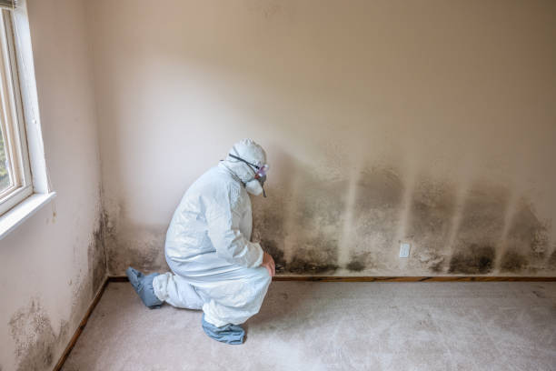 Best Airborne Mold Testing  in Bessemer, AL
