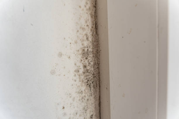 Best Mold Damage Restoration  in Bessemer, AL