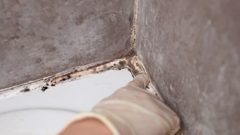 Bessemer, AL Mold Removal Company