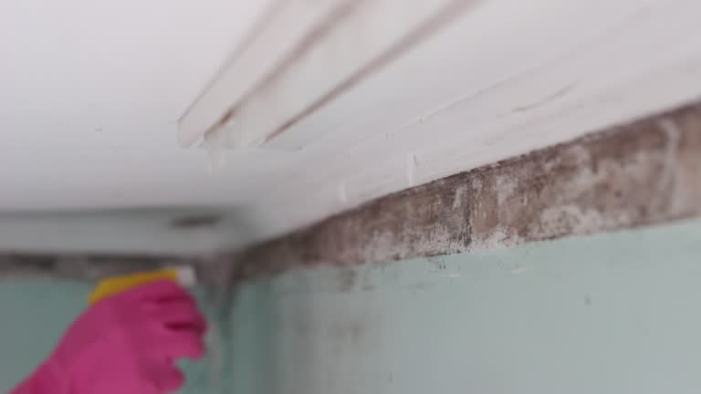 Best Airborne Mold Testing  in Bessemer, AL